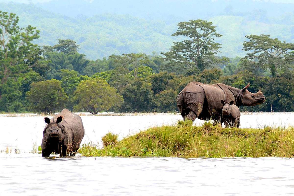 Kaziranga National Park - Tourist Places in India