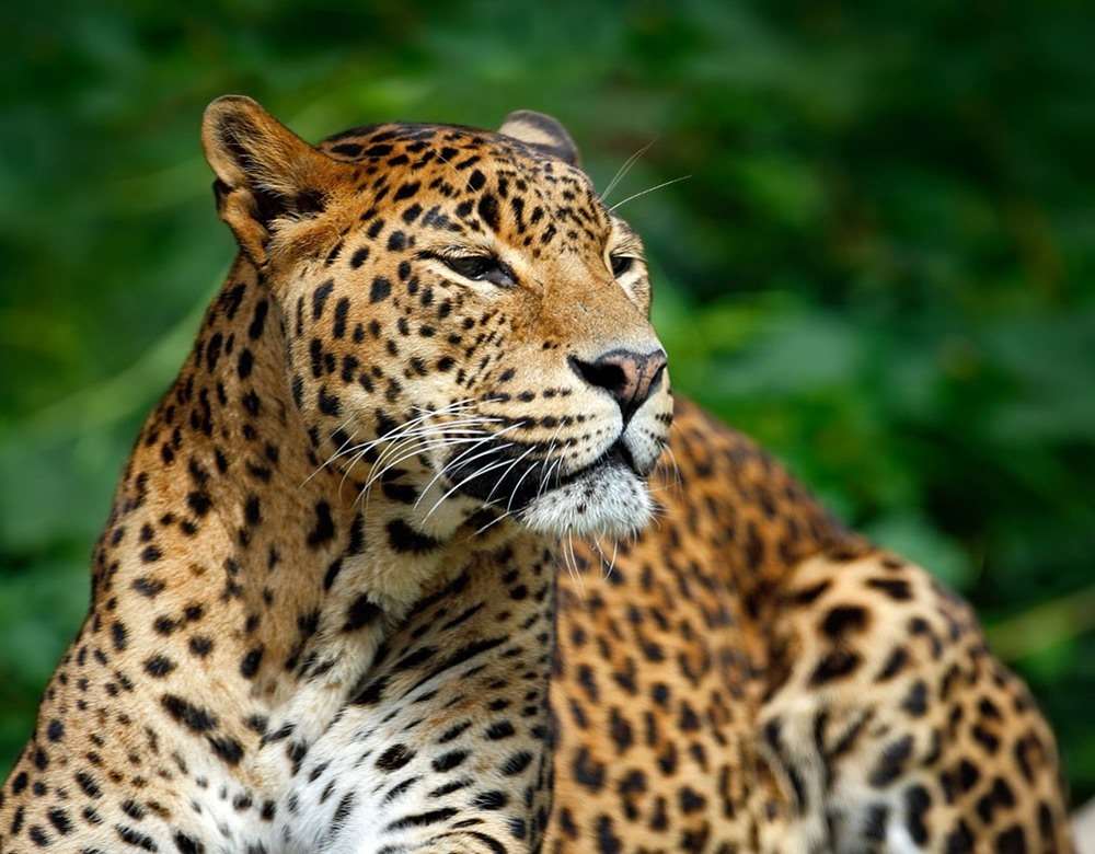 Yala National Park - Places to Visit in Sri Lanka