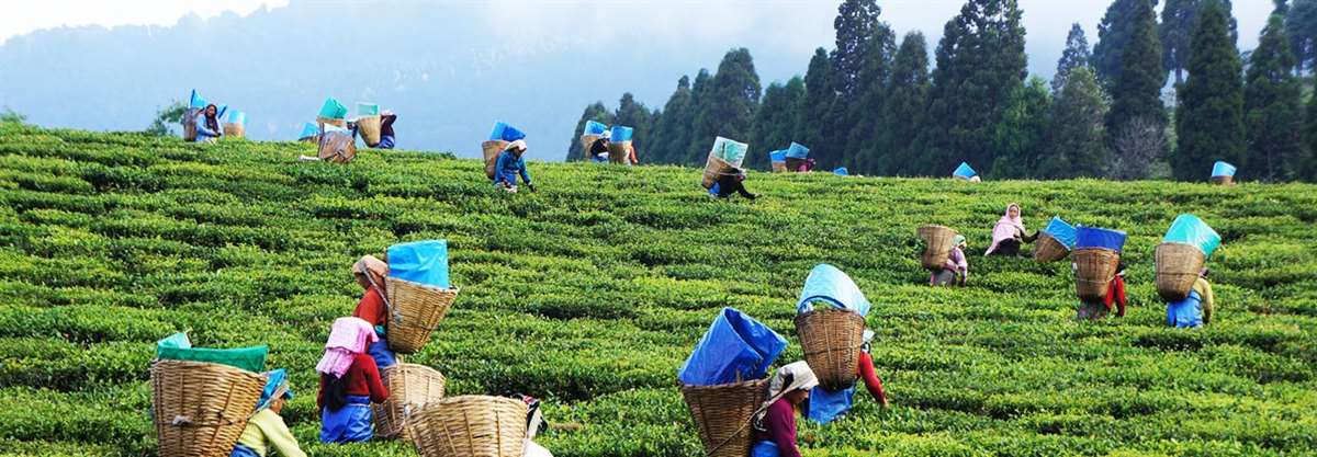 Happy Valley Tea Garden, Darjeeling