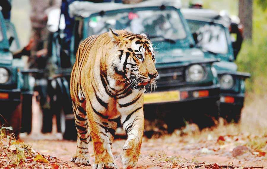 Jim Corbett National Park, Uttarakhand