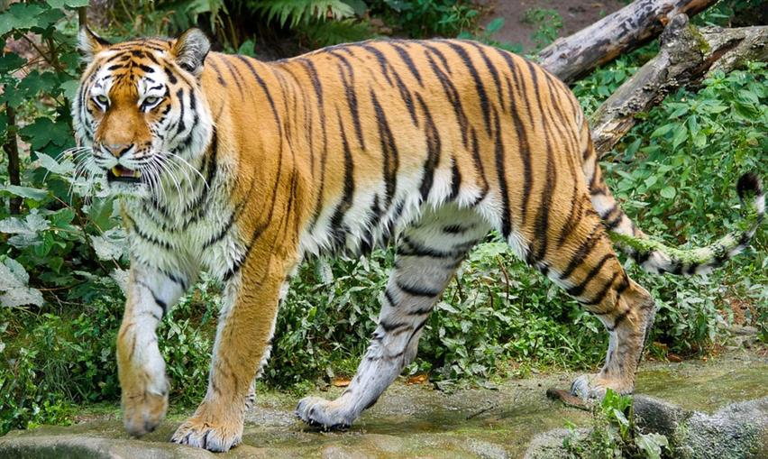 Pench National Park, Madhya Pradesh & Maharashtra