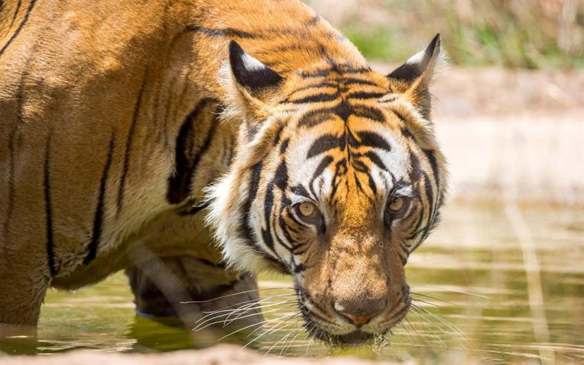 Satpura National Park, Madhya Pradesh