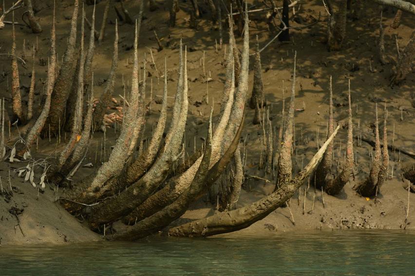 Sunderban National Park, West Bengal