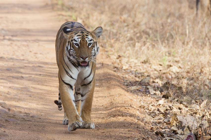 Tadoba National Park, Maharashtra