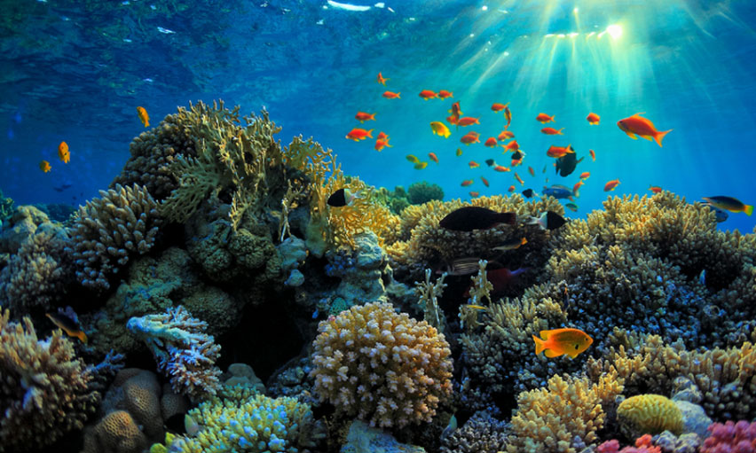 Great Barrier Reef Queensland Australia