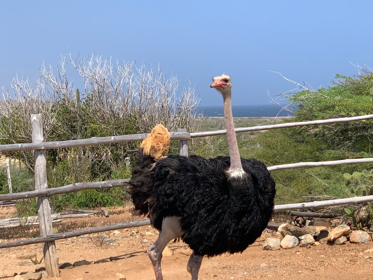 Ostrich farm, Solta