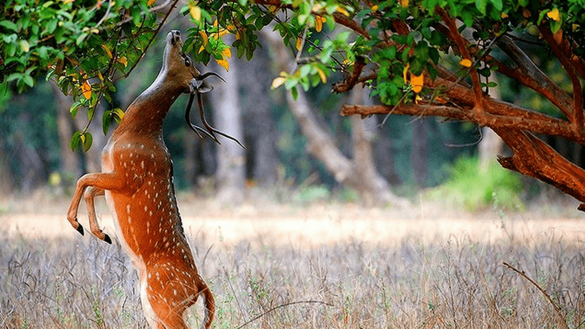 Nanda Devi National Park