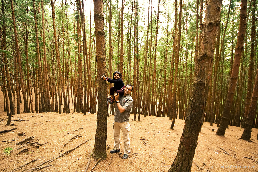 Pine Forest Kodaikanal