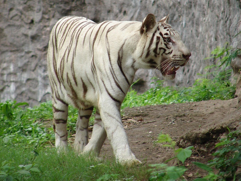 Rajiv Gandhi Zoological Park
