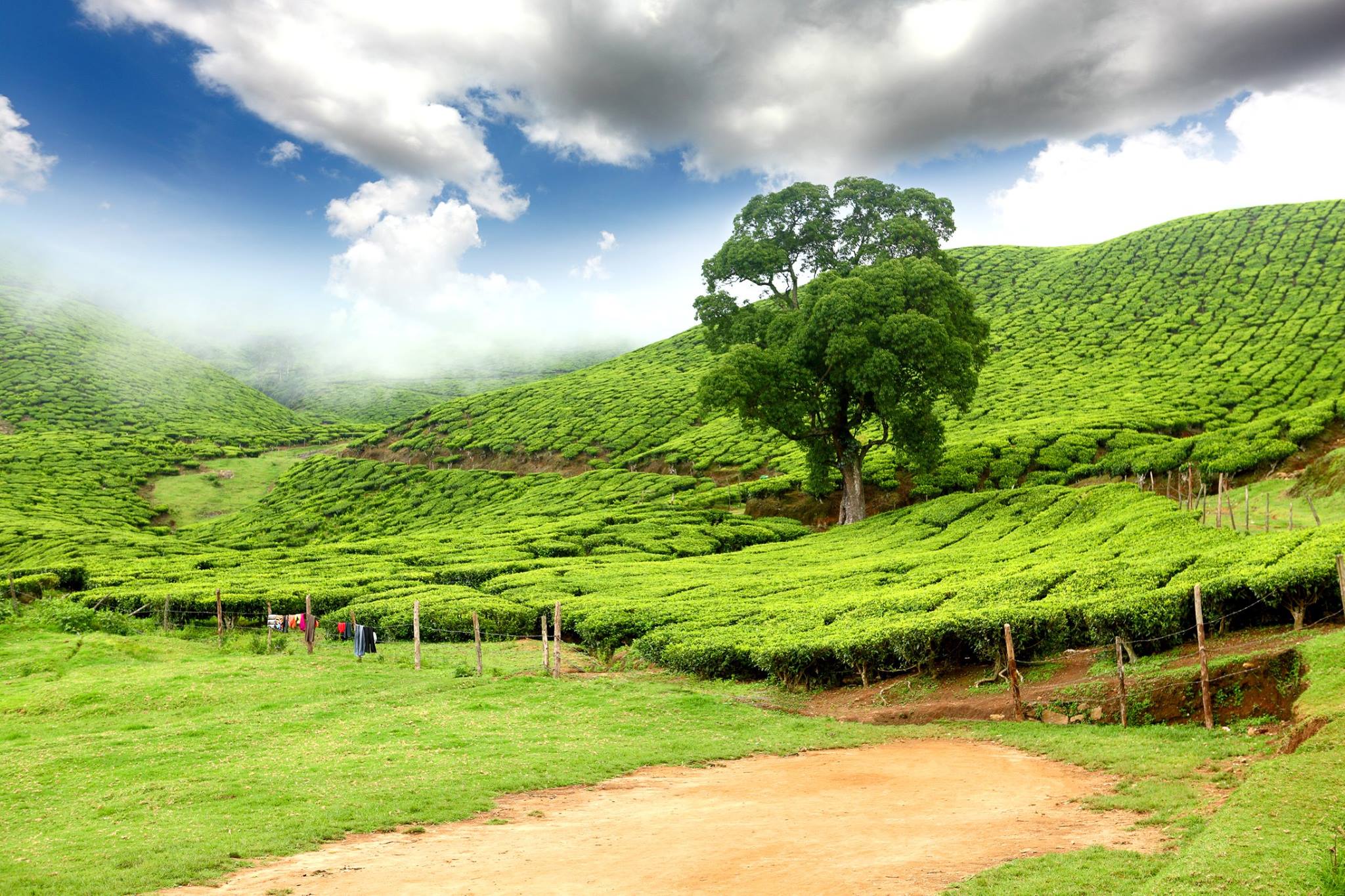 Kausani Tea estate
