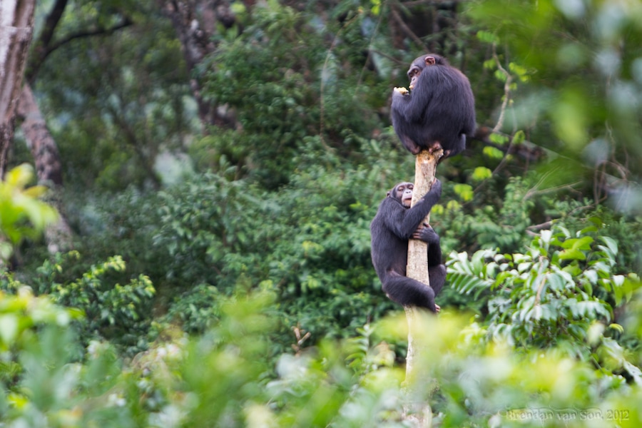 Tacugama Chimpanzee Sanctuary Sierra Leone