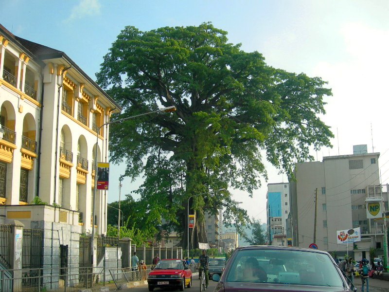 The Freetown Cotton Tree, Sierra Leone