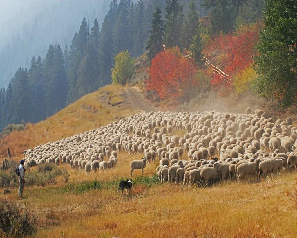 Trailing of sheep festival