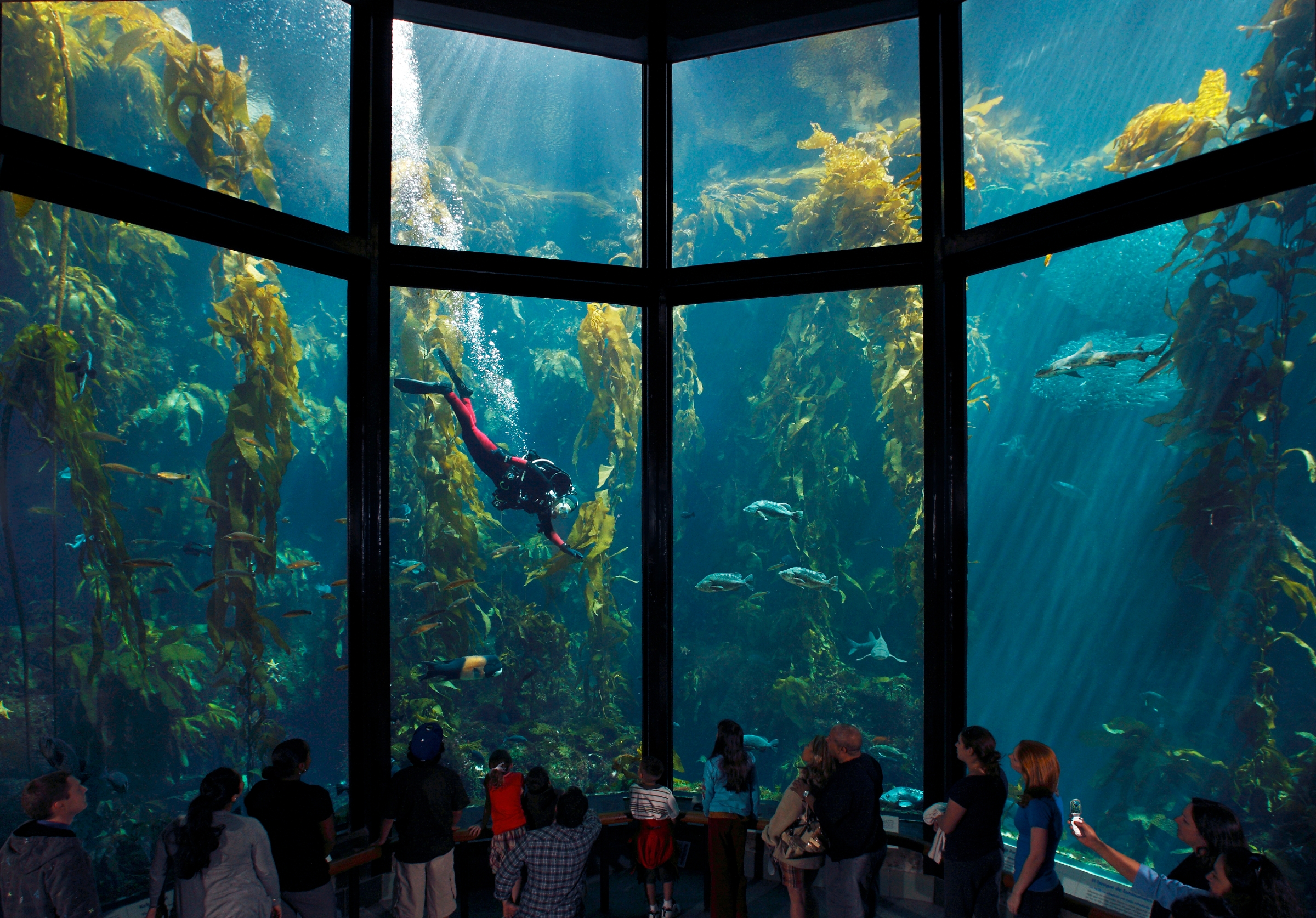 Monterey Bay Aquarium 