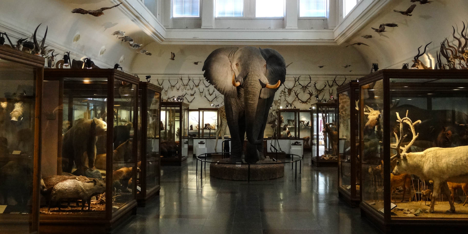 goeteborgs-naturhistoriska-museum