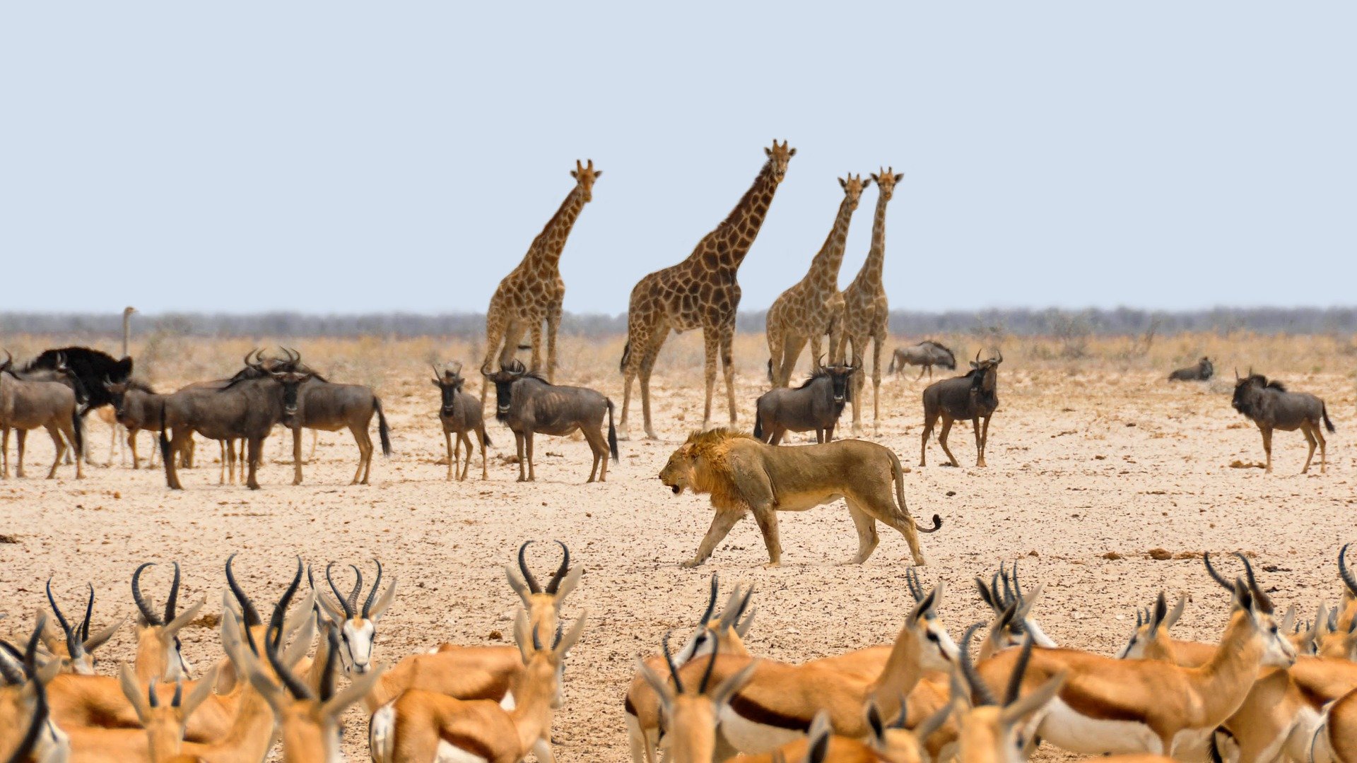 Etosha National Park