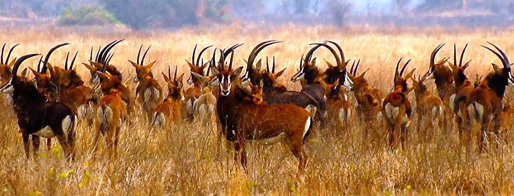 Vacation in Mozambique Cover