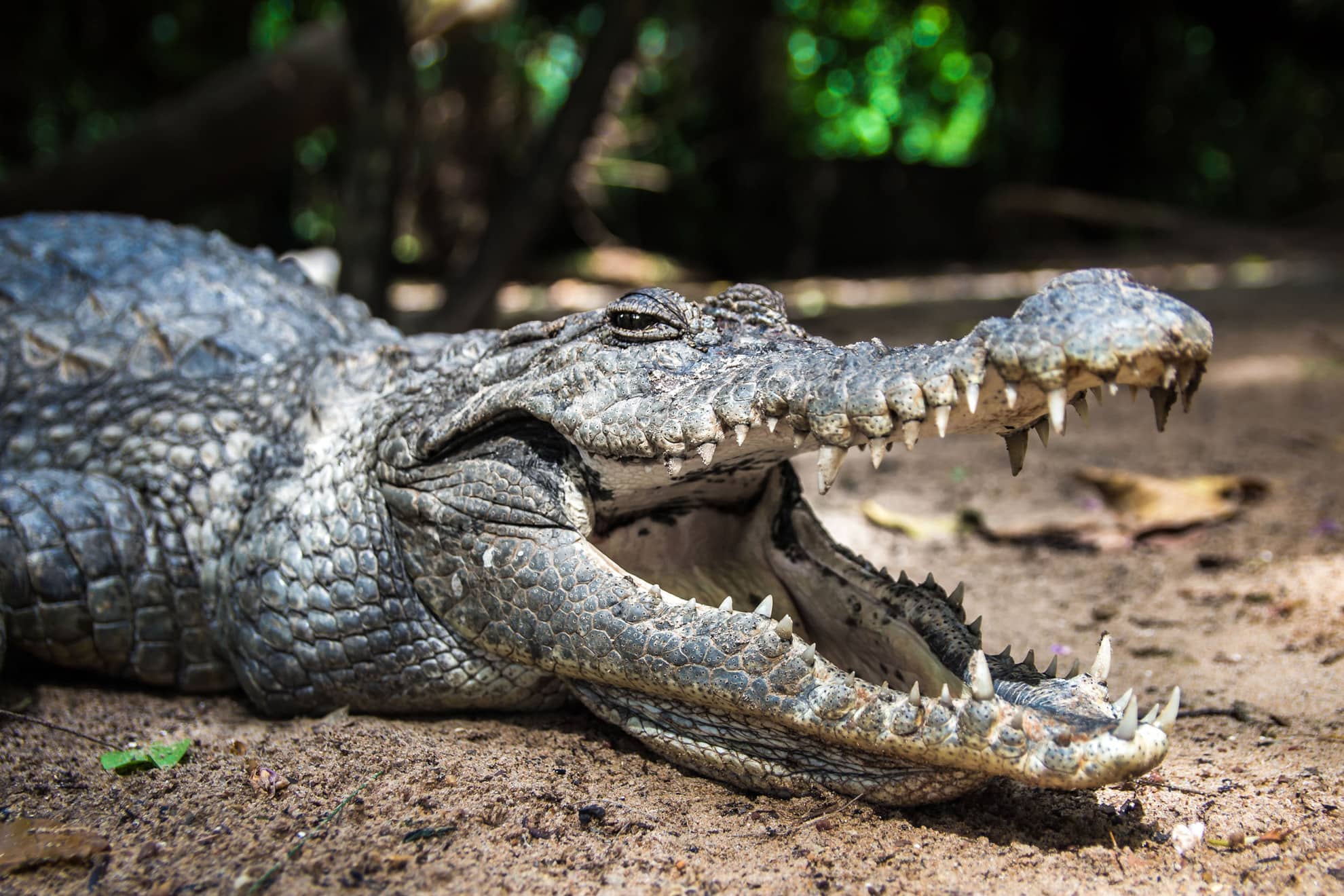 Kachikally Crocodile Pool