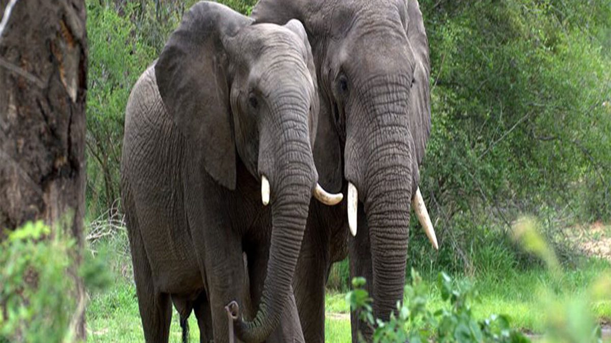 Maiko National Park Congo
