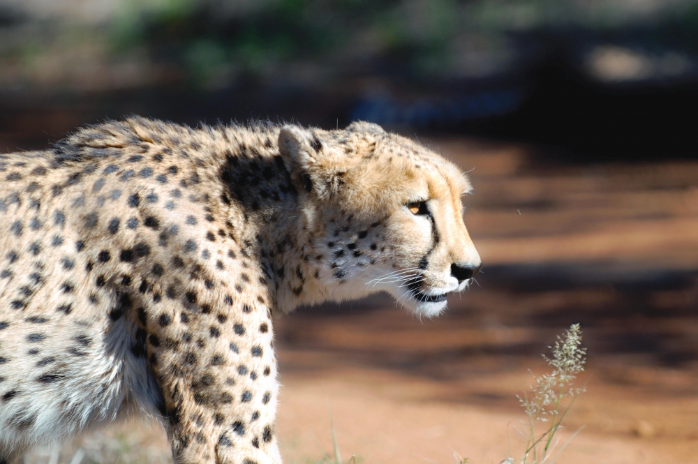 Game Reserves of Botswana Cover