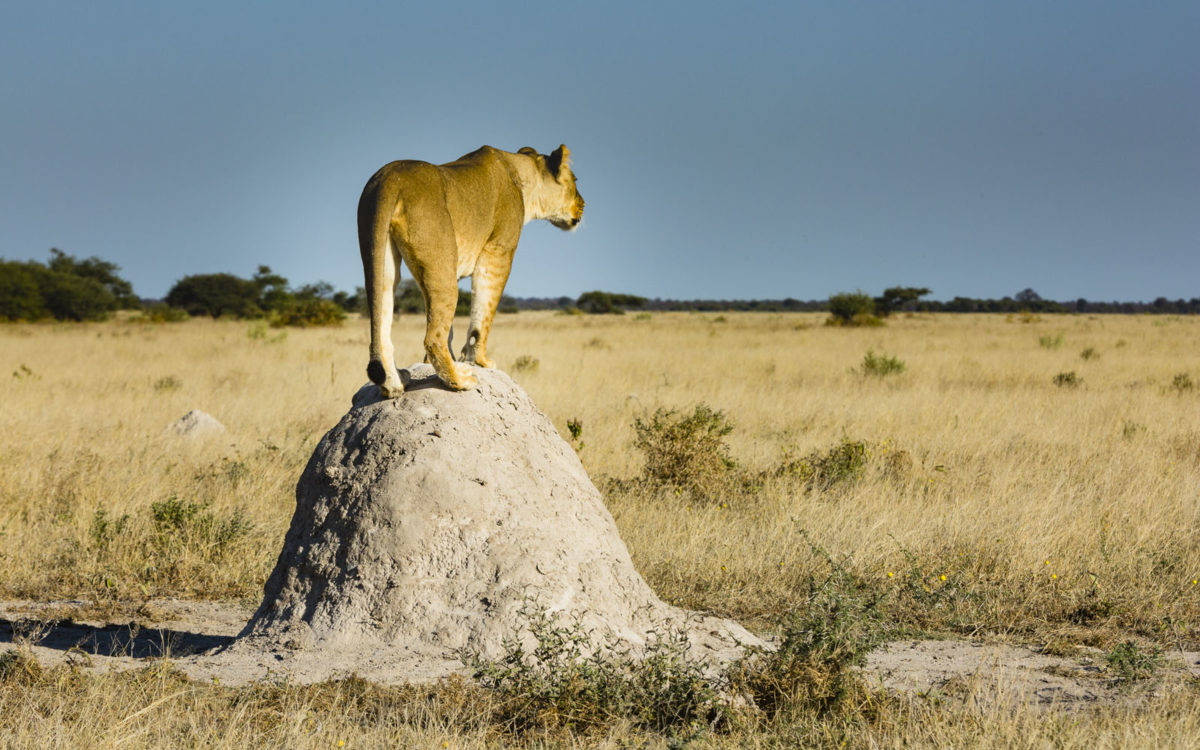 Game Reserves of Botswana Cover