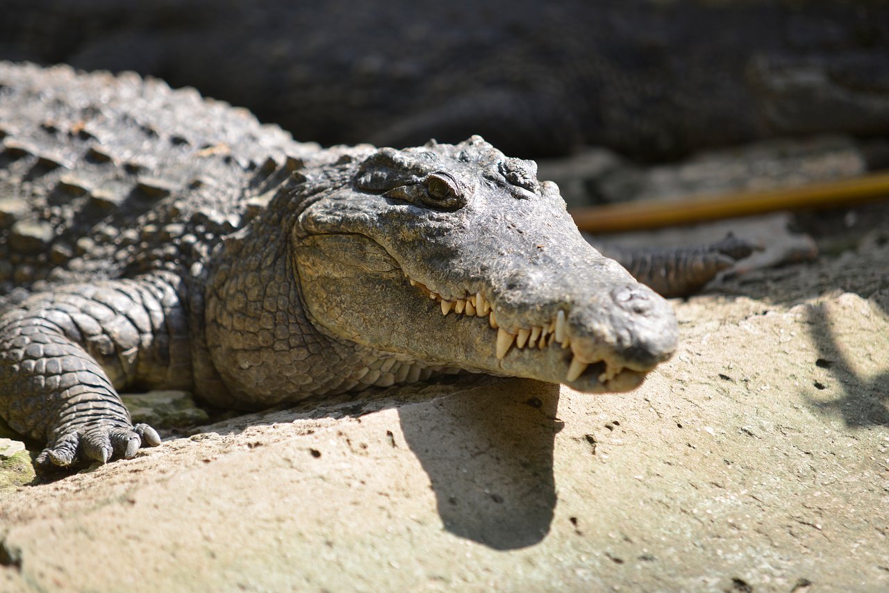 Best on The Ivory Coast Cover