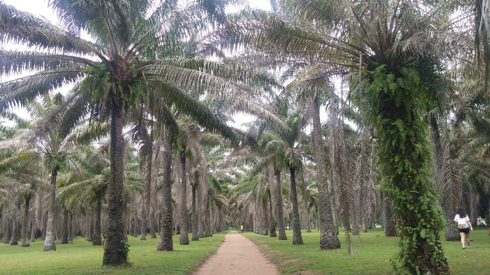 Best on The Ivory Coast Cover