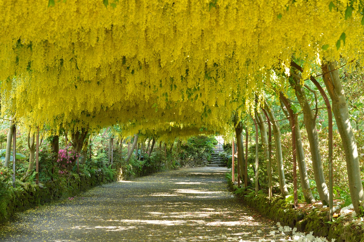 Laburnum Arch Bodnant Garden