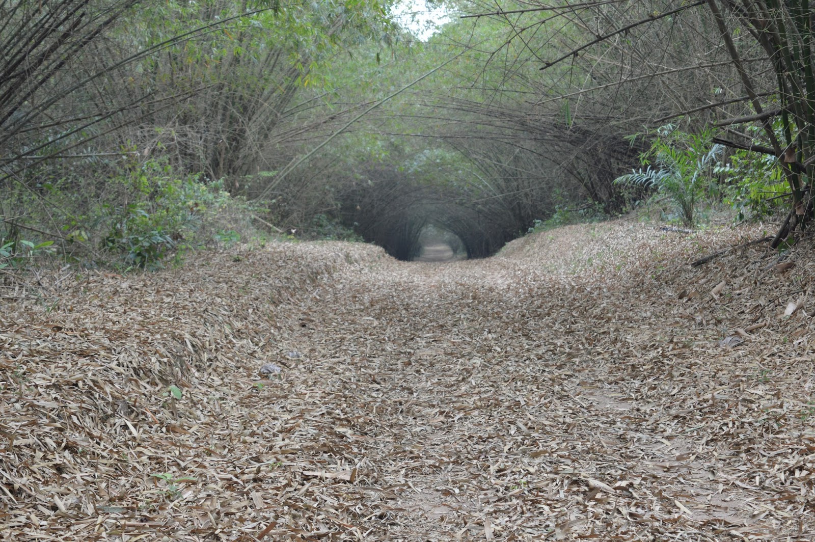 Best on The Ivory Coast Cover