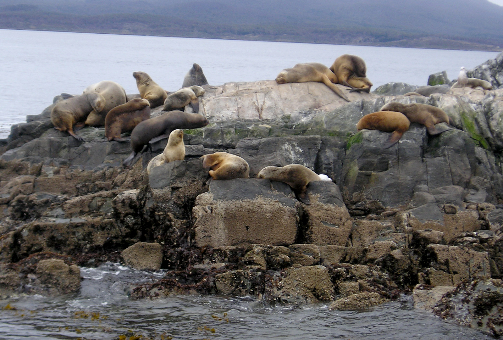 Sea Lion at Tierra del Fuego 