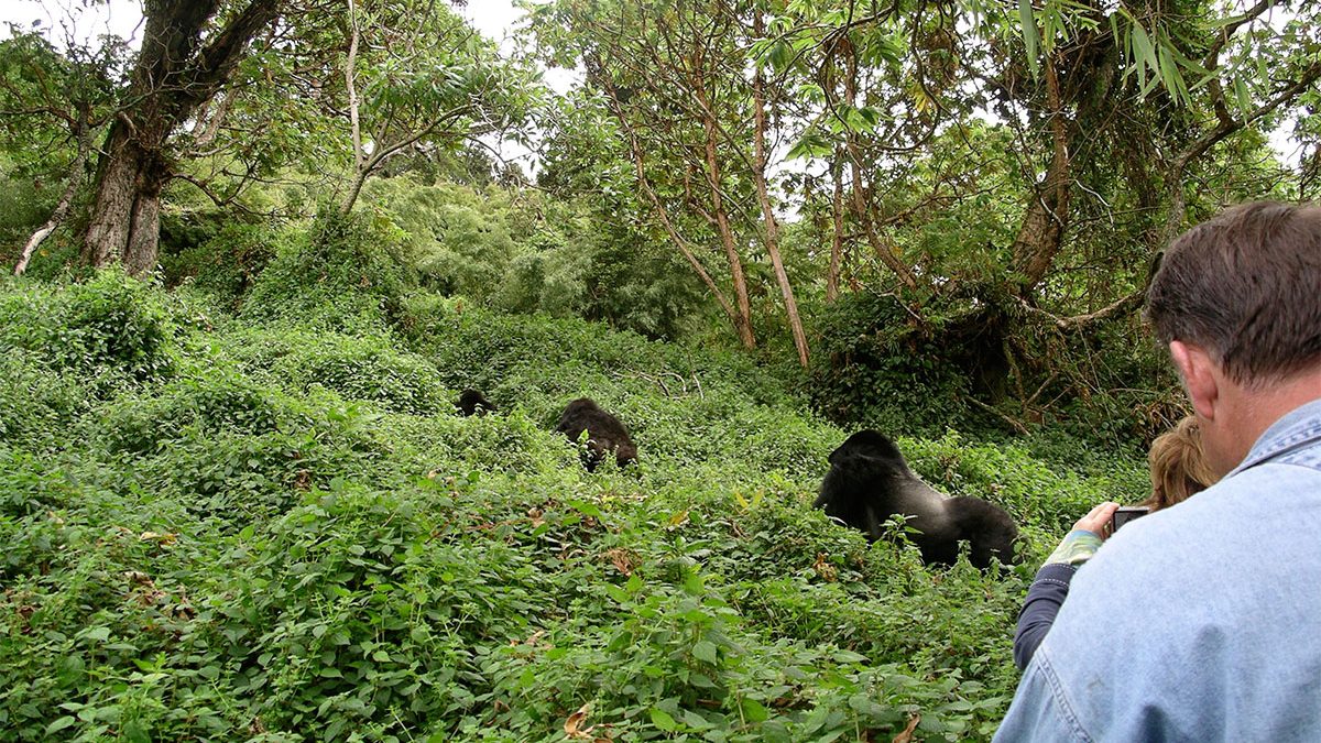 Volcanoes National Park - Rwanda