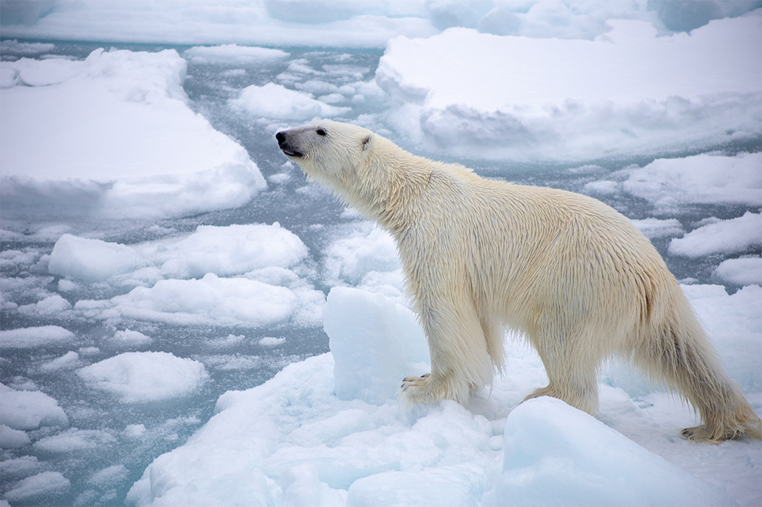 Polar Wildlife Baffin Island