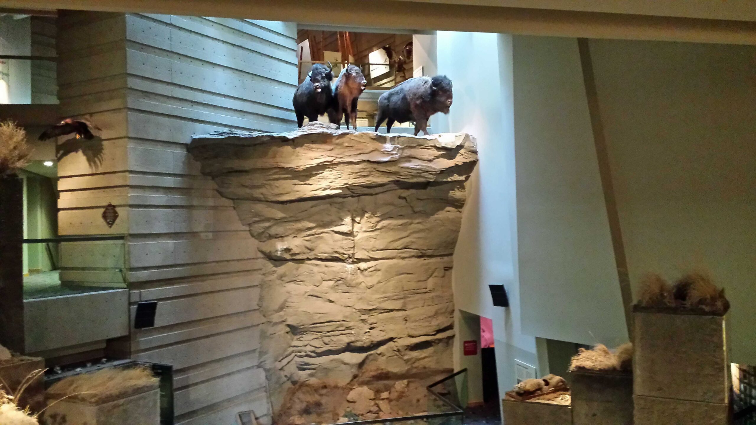 Head Smashed Exhibition