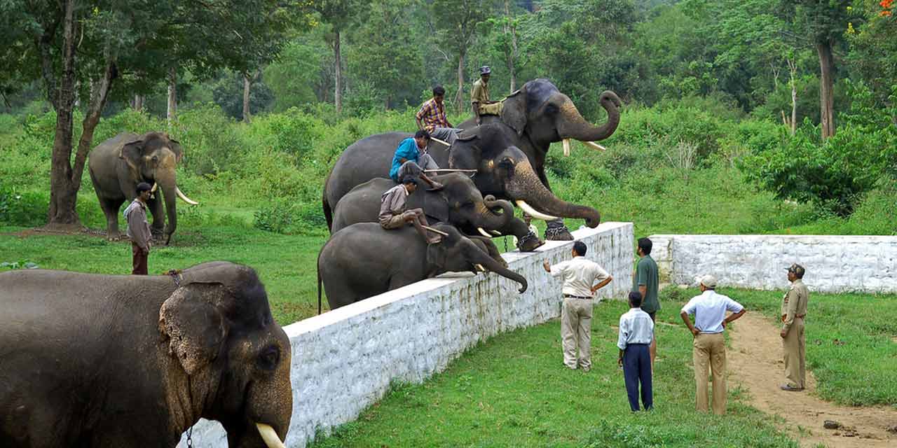 Elephant camp in Dubare