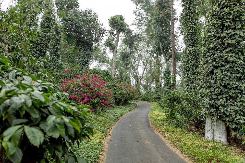 coffee plantation coorg