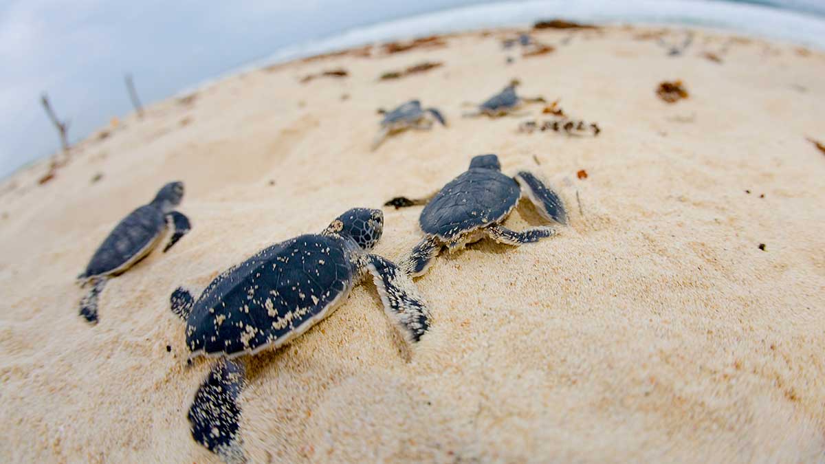 Turtle Nesting