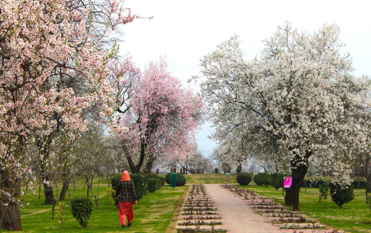 Badamwari Park Srinagar