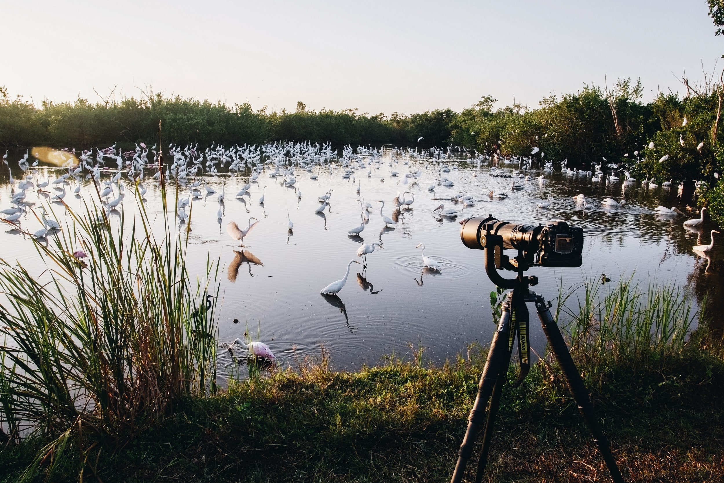 Bird watching at Manasbal Lake