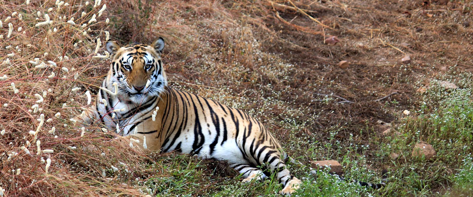 Van Vihar National Park - Bhopal