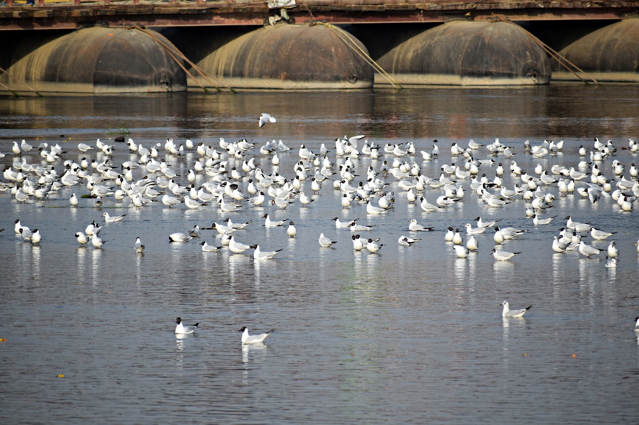Topansar Lake - Mandvi