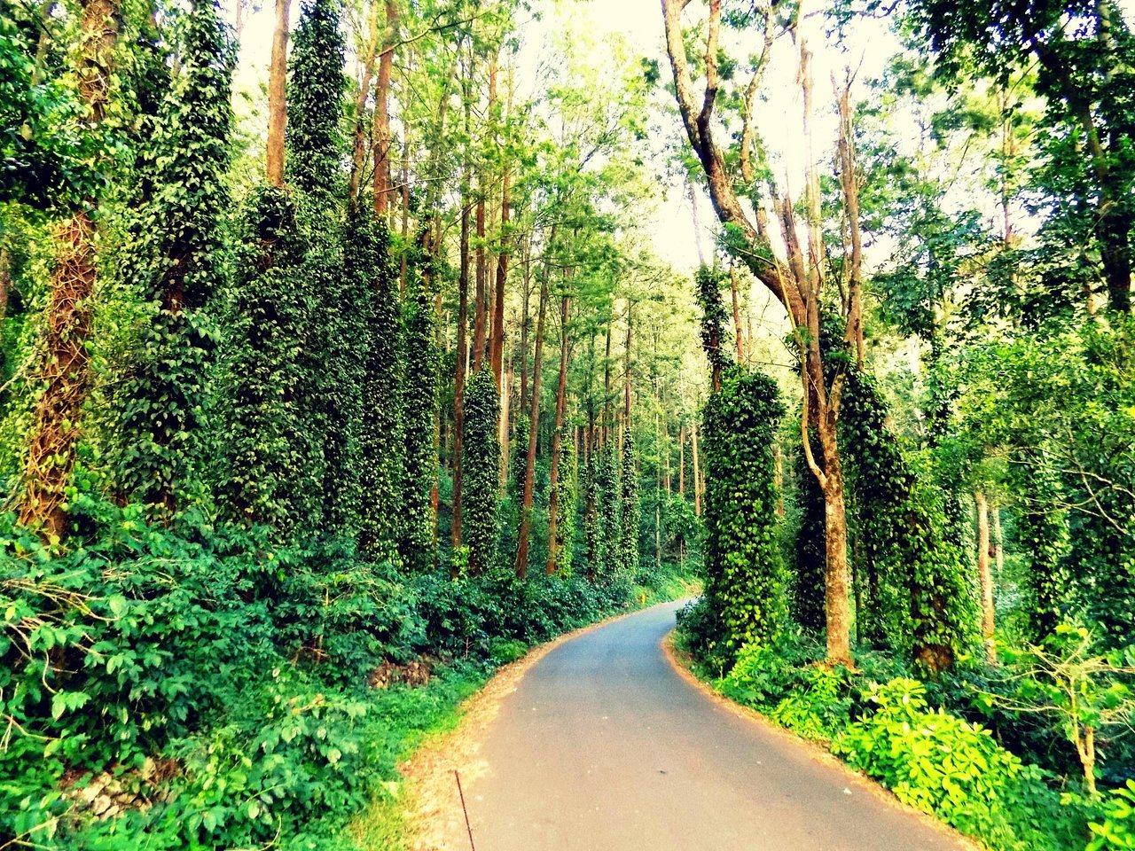 32 km loop road - Yercaud